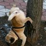 Shaolinsan